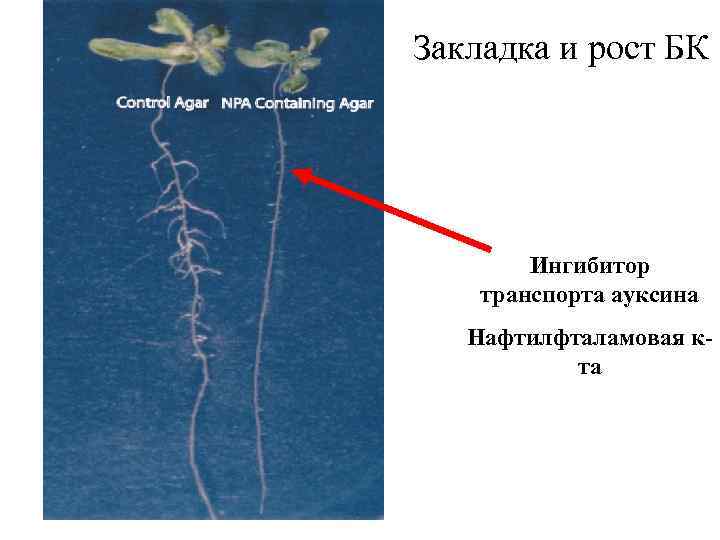 Закладка и рост БК Ингибитор транспорта ауксина Нафтилфталамовая кта 