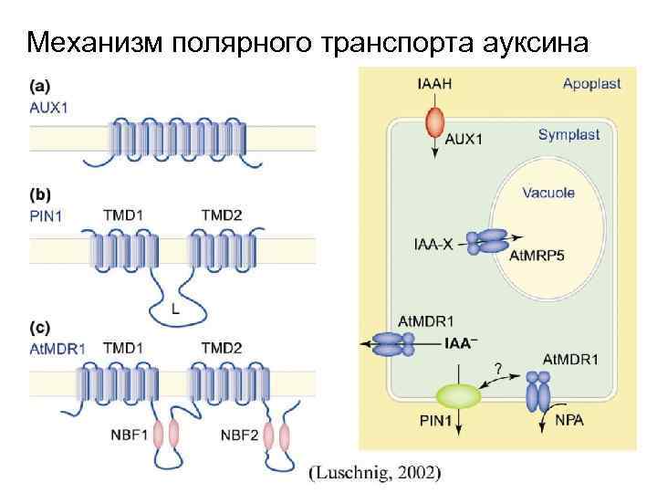 Механизм полярного транспорта ауксина 