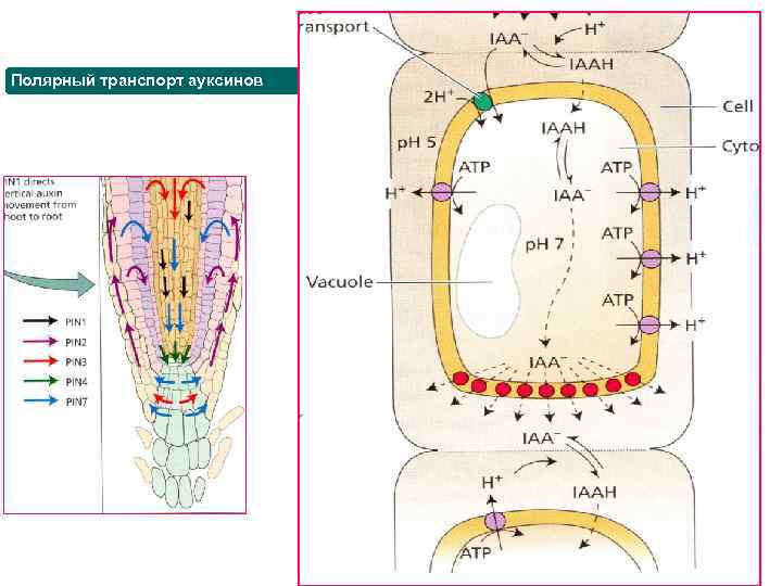 Полярный транспорт ауксинов 