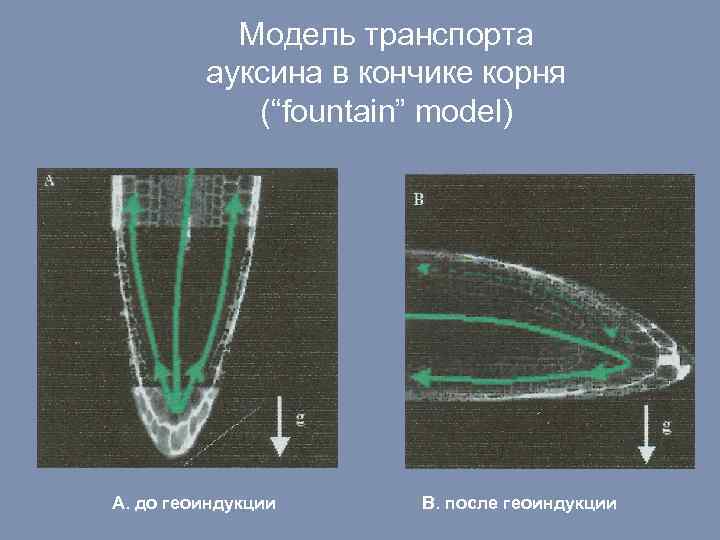 Модель транспорта ауксина в кончике корня (“fountain” model) A. до геоиндукции B. после геоиндукции