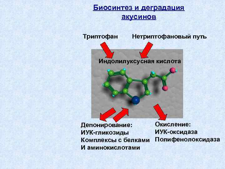 Биосинтез и деградация акусинов Триптофан Нетриптофановый путь Индолилуксусная кислота Окисление: Депонирование: ИУК-оксидаза ИУК-гликозиды Комплексы