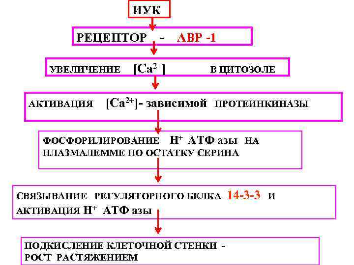 ИУК РЕЦЕПТОР УВЕЛИЧЕНИЕ АКТИВАЦИЯ - АВР -1 [Са 2+]- зависимой В ЦИТОЗОЛЕ ПРОТЕИНКИНАЗЫ ФОСФОРИЛИРОВАНИЕ