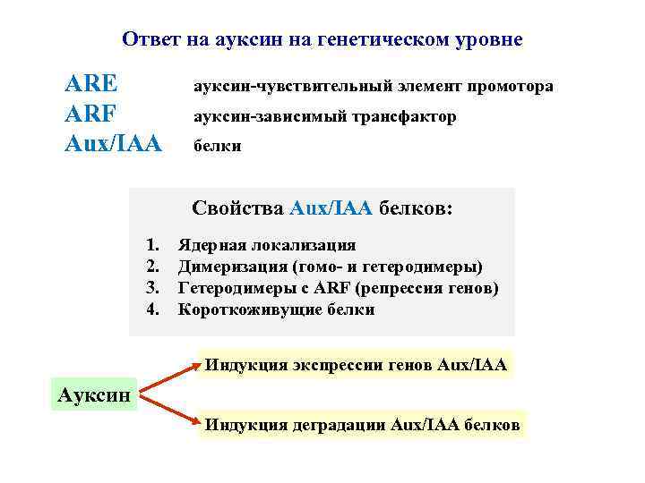 Ответ на ауксин на генетическом уровне ARE ARF Aux/IAA ауксин-чувствительный элемент промотора ауксин-зависимый трансфактор