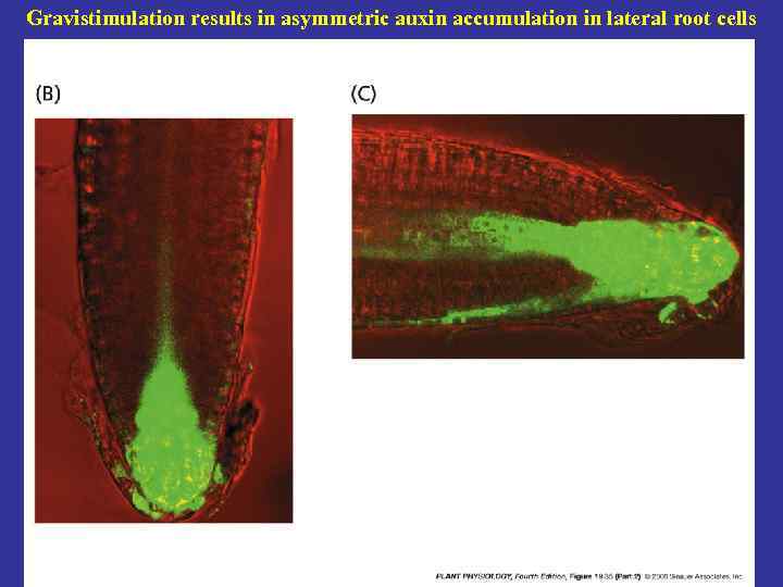 Gravistimulation results in asymmetric auxin accumulation in lateral root cells 