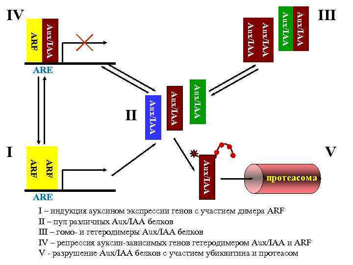 Aux/IAA ARF Aux/IAA IV III ARE Aux/IAA ARF I Aux/IAA II V протеасома I