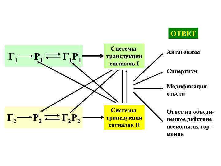 ОТВЕТ Г 1 Р 1 Г 1 Р 1 Системы трансдукции сигналов I Антагонизм