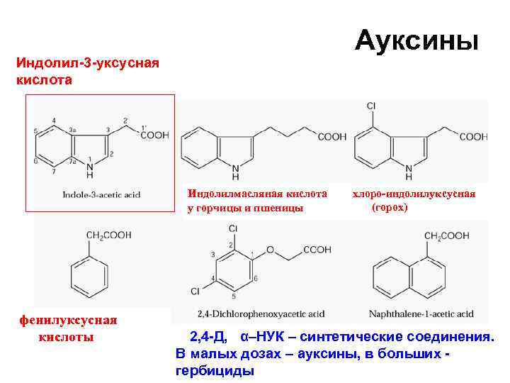 Ауксины Индолил-3 -уксусная кислота Индолилмасляная кислота у горчицы и пшеницы фенилуксусная кислоты хлоро-индолилуксусная (горох)