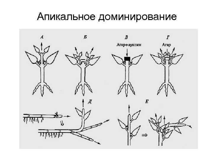 Апикальное доминирование 