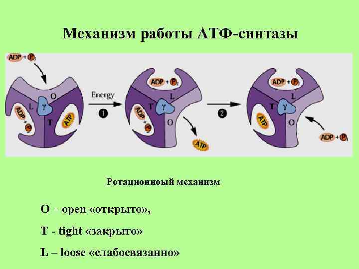 Ведущий механизм синтеза атф. АТФ синтаза f1 f0. АТФ синтаза строение. Механизм работы АТФ синтазы. Строение АТФ синтазы биохимия.