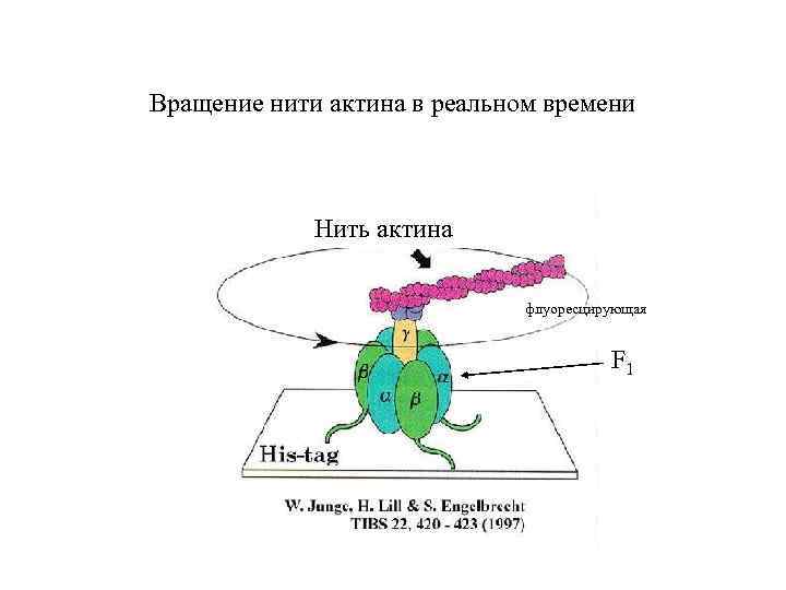 Вращение нити актина в реальном времени Нить актина флуоресцирующая F 1 