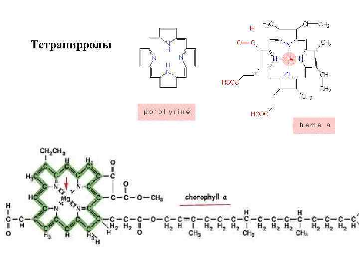 Тетрапирролы 