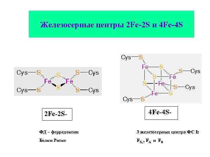 Железосерные центры 2 Fe-2 S и 4 Fe-4 S 2 Fe-2 S- 4 Fe-4