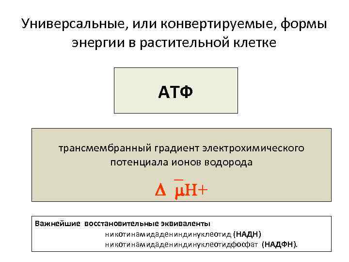 Универсальные, или конвертируемые, формы энергии в растительной клетке АТФ трансмембранный градиент электрохимического потенциала ионов