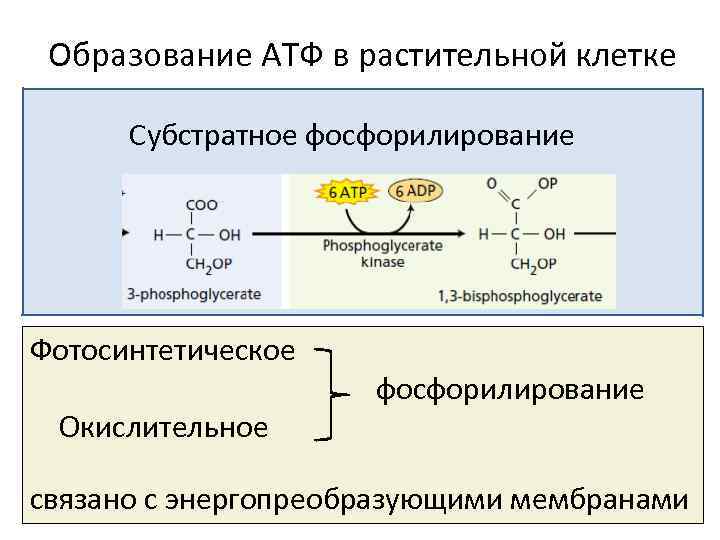 Фосфорилирование биохимия