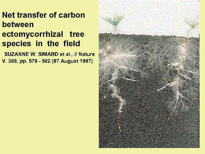 Net transfer of carbon between ectomycorrhizal tree species in the field SUZANNE W. SIMARD