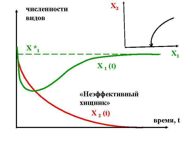 численности видов Х 2 X *1 Х 1 X 1 (t) «Неэффективный хищник» X