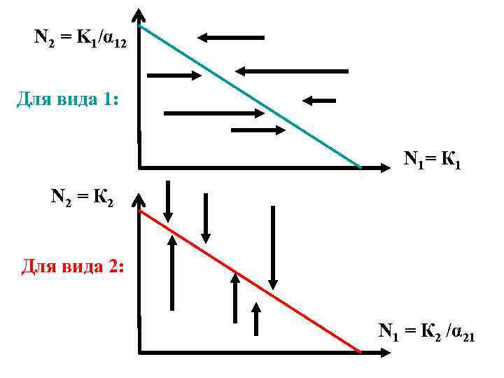 N 2 = K 1/α 12 Для вида 1: N 1= К 1 N