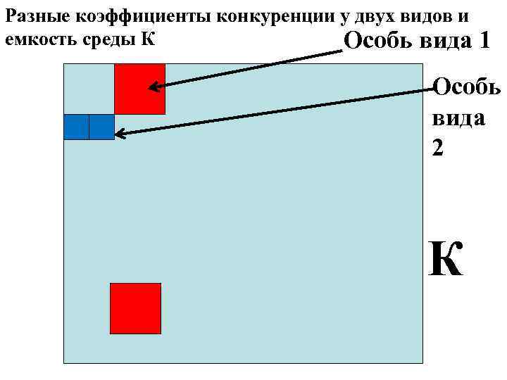 Разные коэффициенты конкуренции у двух видов и емкость среды К Особь вида 1 Особь