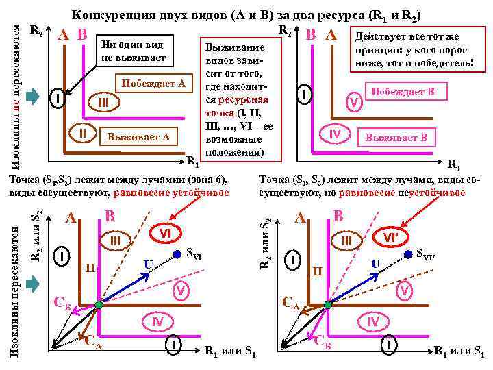 Изоклины не пересекаются R 2 Конкуренция двух видов (А и В) за два ресурса