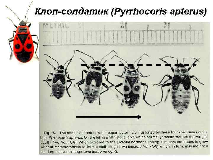 Какое развитие у клопа. Клоп-солдатик – Pyrrhocoris apterus. Клоп солдатик Имаго. Строение жука солдатика. Клоп-солдатик Pyrrhocoris жизненный цикл.