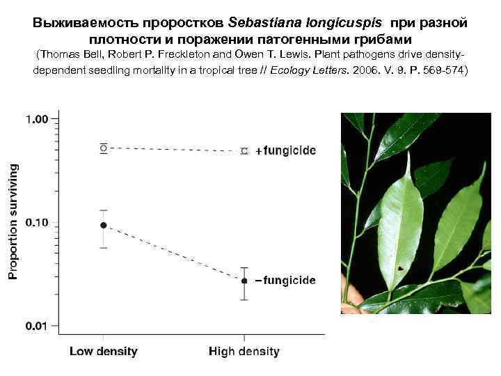 Выживаемость проростков Sebastiana longicuspis при разной плотности и поражении патогенными грибами (Thomas Bell, Robert