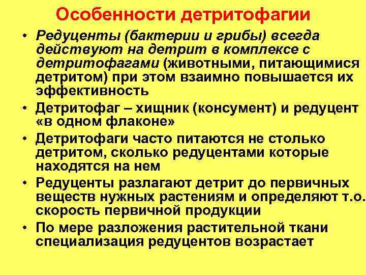 Особенности детритофагии • Редуценты (бактерии и грибы) всегда действуют на детрит в комплексе с