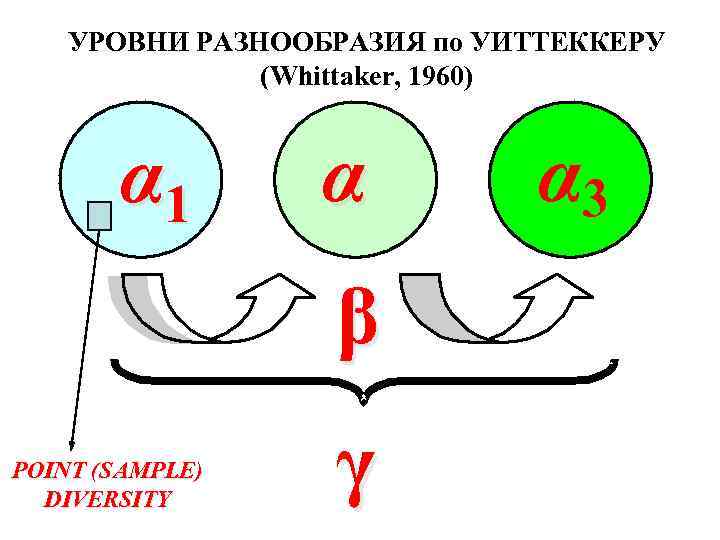 УРОВНИ РАЗНООБРАЗИЯ по УИТТЕККЕРУ (Whittaker, 1960) α 1 α β POINT (SAMPLE) DIVERSITY γ