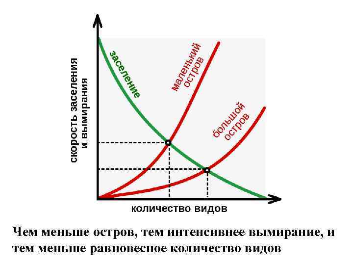 Чем меньше остров, тем интенсивнее вымирание, и тем меньше равновесное количество видов 