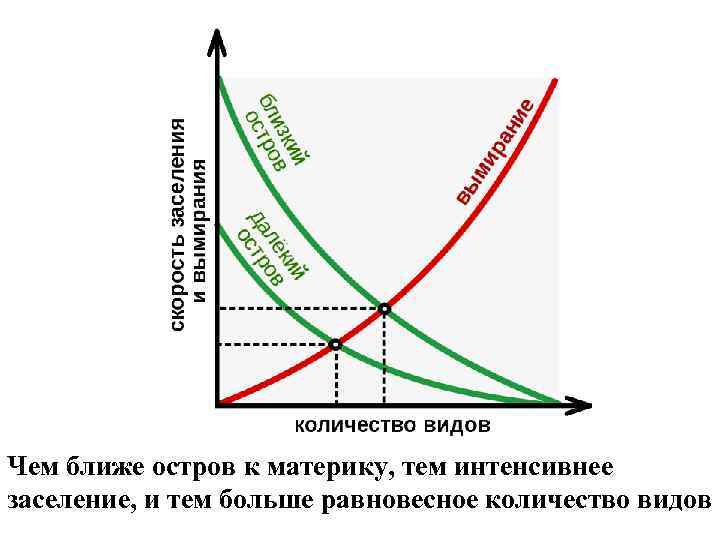 Чем ближе остров к материку, тем интенсивнее заселение, и тем больше равновесное количество видов