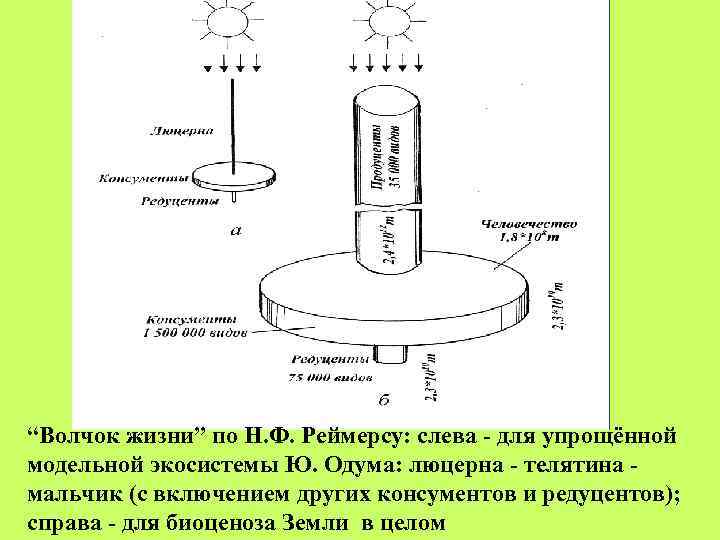 “Волчок жизни” по Н. Ф. Реймерсу: слева - для упрощённой модельной экосистемы Ю. Одума: