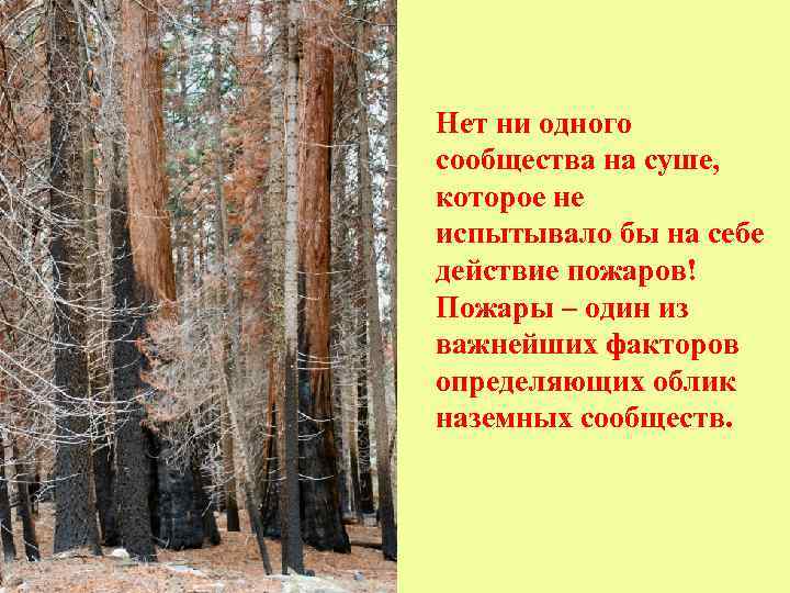 Нет ни одного сообщества на суше, которое не испытывало бы на себе действие пожаров!