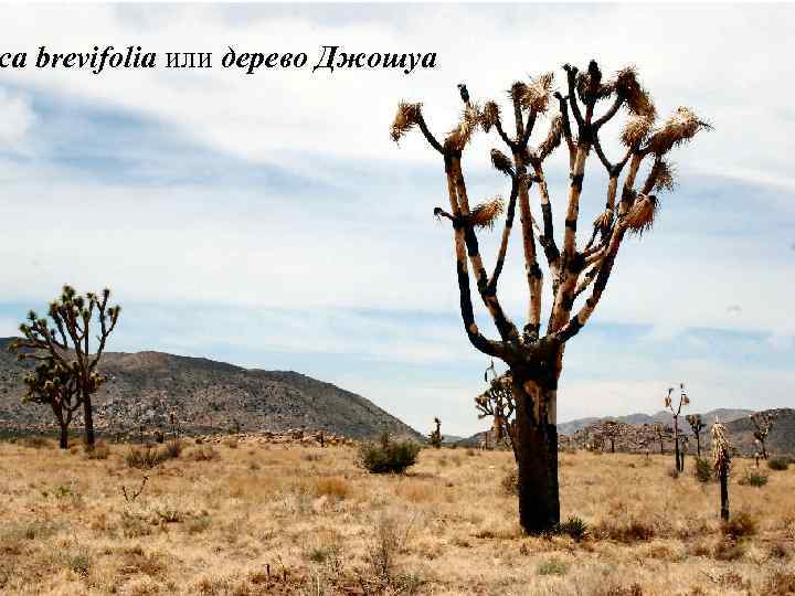 ca brevifolia или дерево Джошуа 