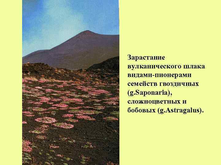 Зарастание вулканического шлака видами-пионерами семейств гвоздичных (g. Saponaria), сложноцветных и бобовых (g. Astragalus). 