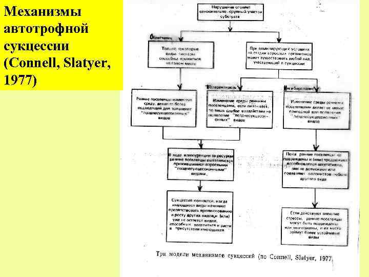 Механизмы автотрофной cукцессии (Connell, Slatyer, 1977) 