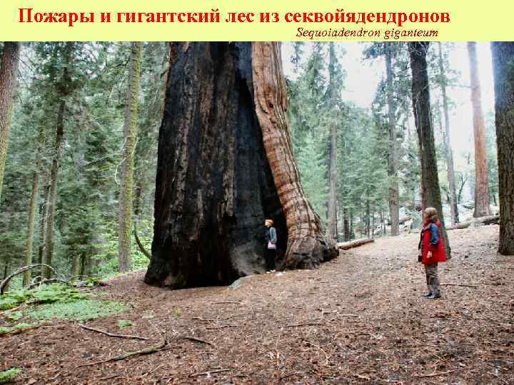 Пожары и гигантский лес из секвойядендронов Sequoiadendron giganteum 