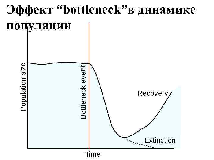 Эффект “bottleneck”в динамике популяции 