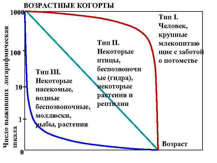Число выживших логарифмическая шкала ВОЗРАСТНЫЕ КОГОРТЫ 1000 10 1 Тип II. Некоторые птицы, беспозвоночн