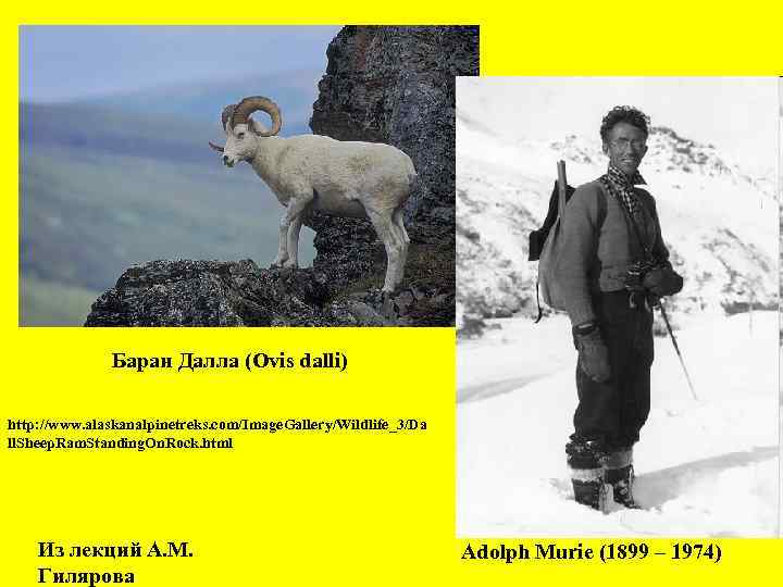 Баран Далла (Ovis dalli) http: //www. alaskanalpinetreks. com/Image. Gallery/Wildlife_3/Da ll. Sheep. Ram. Standing. On.