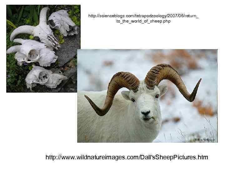 http: //scienceblogs. com/tetrapodzoology/2007/06/return_ to_the_world_of_sheep. php http: //www. wildnatureimages. com/Dall's. Sheep. Pictures. htm 