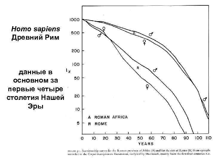Homo sapiens Древний Рим данные в основном за первые четыре столетия Нашей Эры 