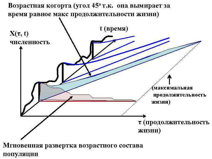 Возрастная когорта (угол 45 о т. к. она вымирает за время равное макс продолжительности