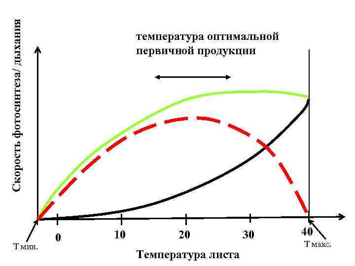 Скорость фотосинтеза/ дыхания Т мин. температура оптимальной первичной продукции 0 10 20 Температура листа