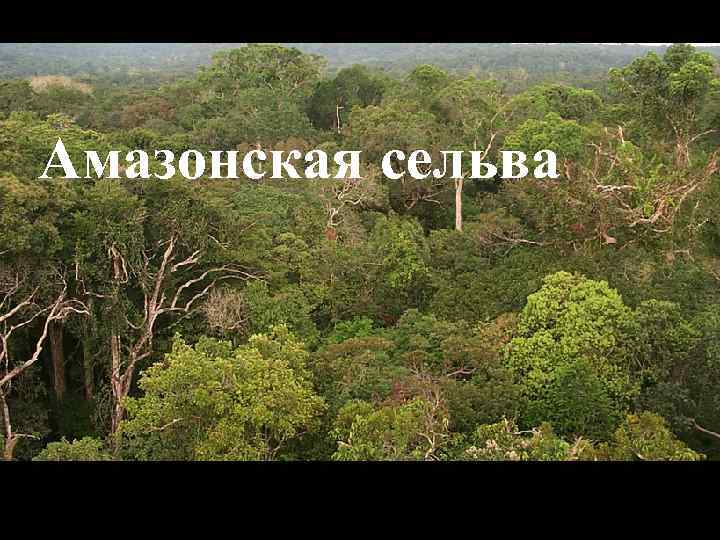 Амазонская сельва 