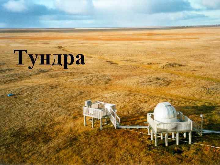 Тундра 