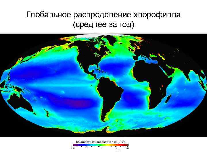 Глобальное распределение хлорофилла (среднее за год) 