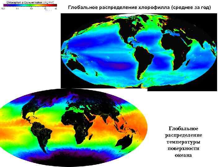 Глобальное распределение хлорофилла (среднее за год) Глобальное распределение температуры поверхности океана 