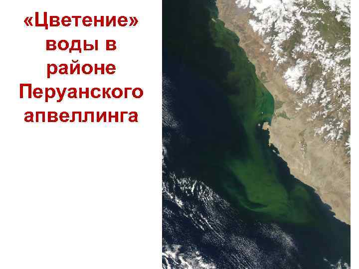  «Цветение» воды в районе Перуанского апвеллинга 