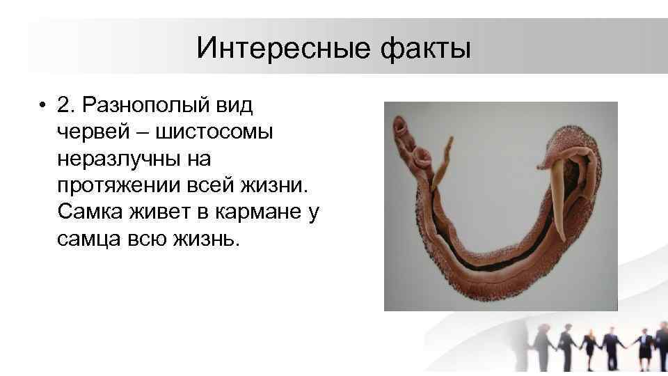 Червь среда обитания 5 класс. Плоские черви среда обитания. Плоские черви факты. Интересные факты о ленточных червях. Интересные факты о плоских червях.