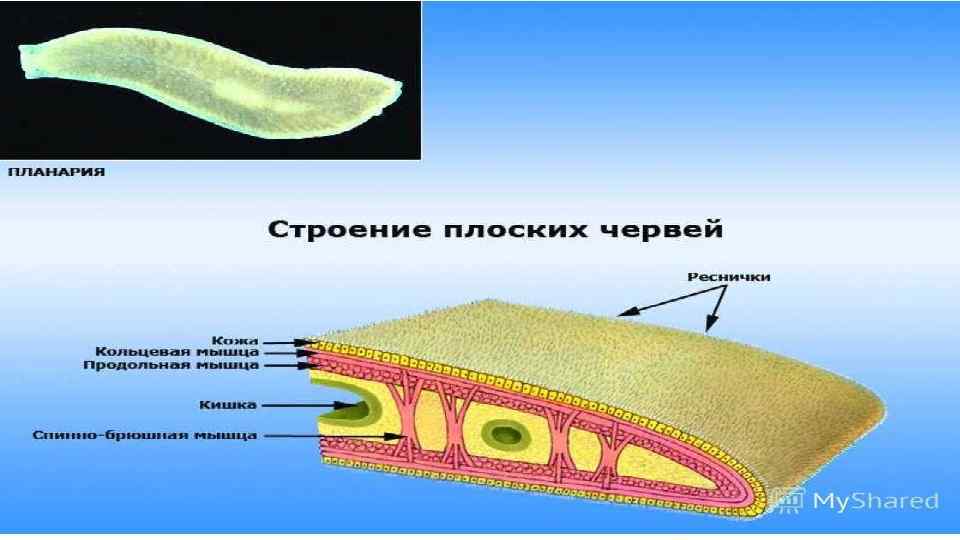 Плоские черви первичная полость тела. Тип плоские черви строение планарии. Тип плоские черви класс Ресничные строение. Кожно-мускульный мешок планарии. Кишечная полость у плоских червей.