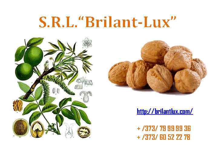 S. R. L. “Brilant-Lux” http: //brilantlux. com/ + /373/ 79 99 99 36 +
